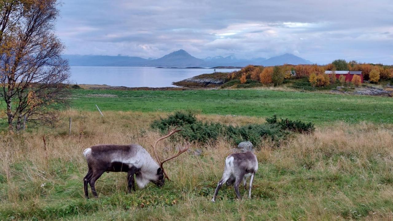 On Senja * Senjahopen